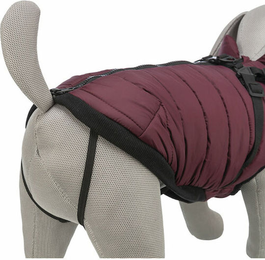 Red Dog Coat with 40cm Back Length