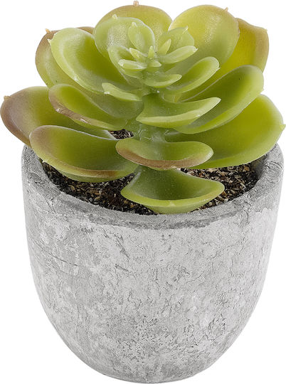 Παχύφυτο σε Γλαστράκι 8.5cm GloboStar