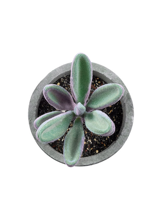Artificial Plant in Small Pot Succulent Crassula Green 11cm GloboStar