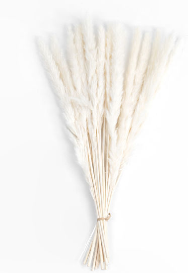 Dried Plant Pampas Grass Beige 50cm GloboStar