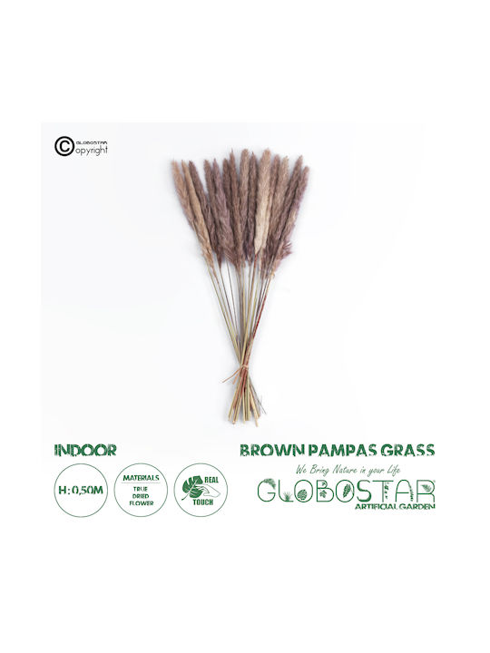 Dried Plant Pampas Grass Brown 50cm GloboStar