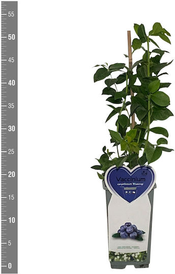 Vaccinium 2lt Ύψους 35εκ.