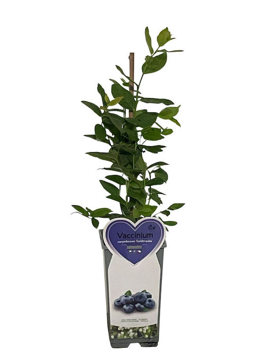Vaccinium Corymbosum Ύψους 150εκ.