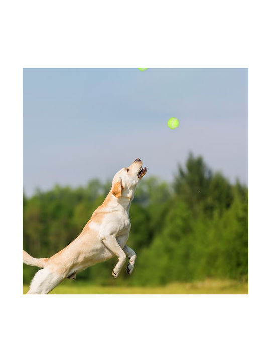 Hunde-Ballwurfgerät Set 4-teilig Relaxdays Mehrfarbig