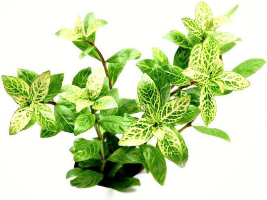 Stoffels Живо Аквариумно Растение Hygrophila Polysperma