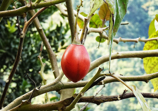 Seeds Tomatoς 100pcs