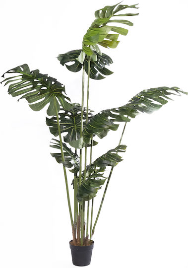 Monstera Copac În Aer Liber Supergreens Monstera Copac În Aer Liber Supergreens
