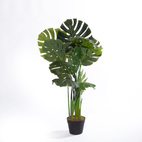 Monstera Copac În Aer Liber Supergreens Monstera Copac În Aer Liber Supergreens