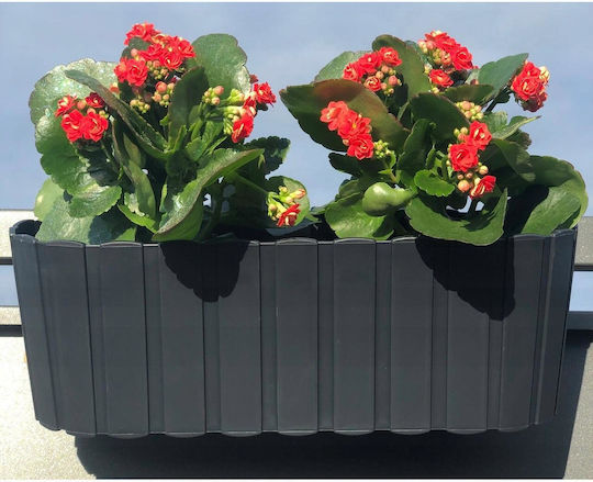 Set 4 Ghivece Decorative Suport Plastic Antracit 4.9 L 38.3x21.2x13 Cm Boardee Hook Set 4 Ghivece Decorative Suport Plastic Antracit 4.9 L 38.3x21.2x13 Cm Boardee Hook