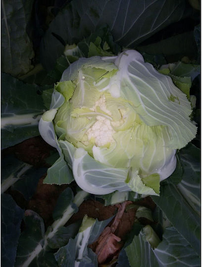 Geniki Fytotechniki Athinon Seeds Cauliflower 2500pcs