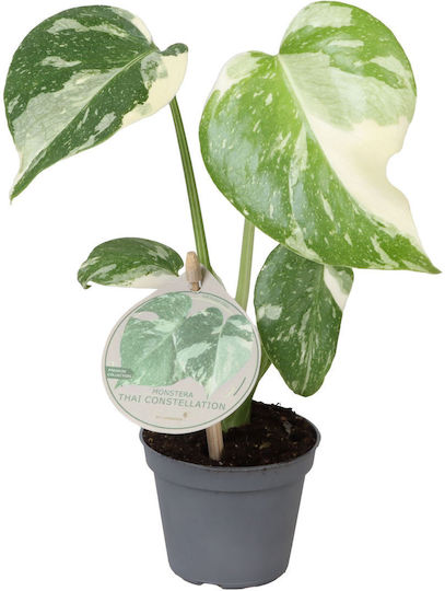 Monstera Ύψους 15бр Monstera Ύψους 15бр