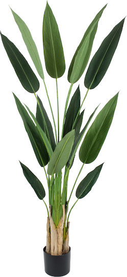 Bird of Paradise in Potted Plant 140cm GloboStar