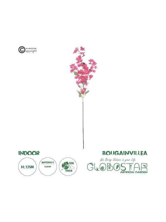 Bougainvillea Fuchsie 115cm in Box GloboStar