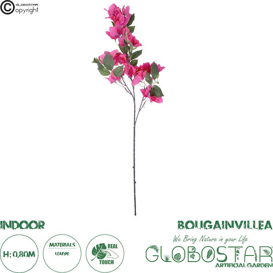 Bougainvillea Fuchsien 80cm in Box GloboStar