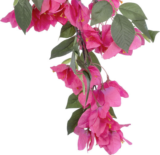 Bougainvillea Fuchsien 80cm in Box GloboStar