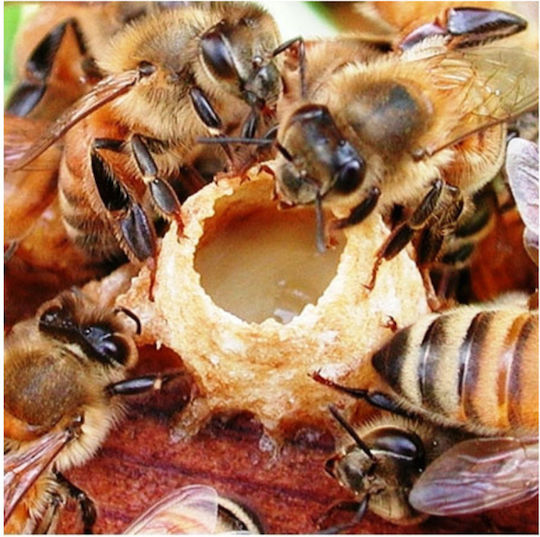 Βασιλικός Πολτός 10g Βιοαγρός Bio Βιοαγρός