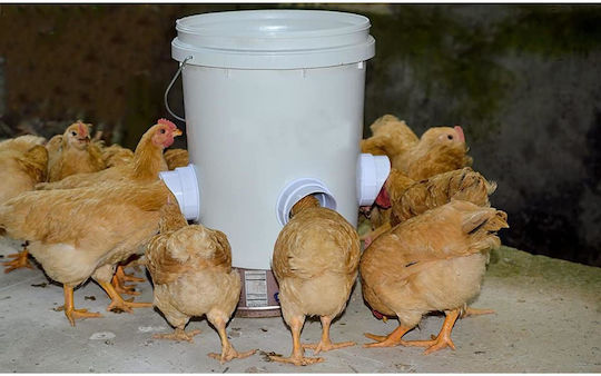 Vogelfütterung in Beige Farbe