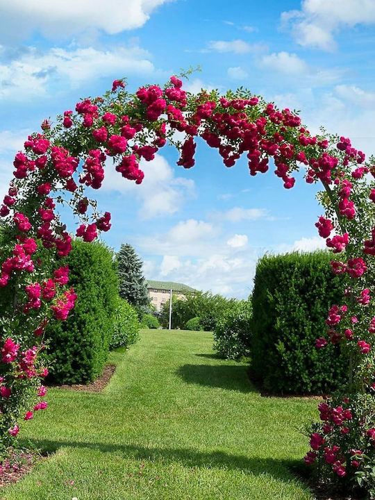 Arc Metalic Curbat Decor Nuntă Trandafiri Decorare Botez Grădină Aniversări Petreceri Rezistent la Apă 240 X 140 X 38 Cm