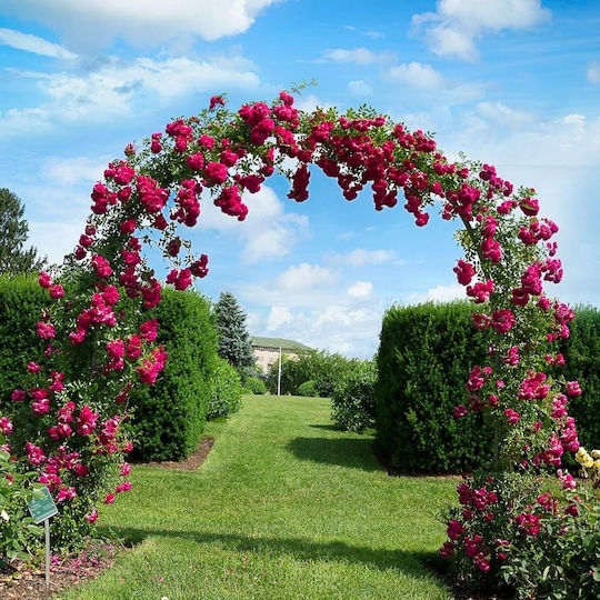 Metal Arch Curved Pergola Roses Decoration Wedding Baptisms Garden Anniversaries Parties Water-Resistant 240 X 140 X 38 Cm