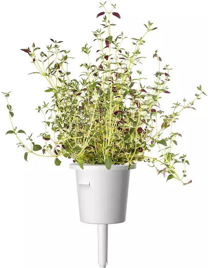 Click and Grow Σπόροι Θυμάρι 9τμχ