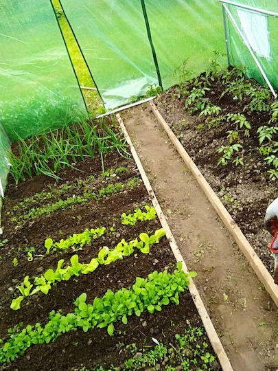 Seră Tunel Tip Ramă Metalică 400x1000cm Verde 40mp