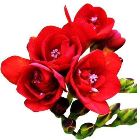 Primasem Bulb Freesia Double Red