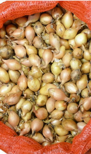 Gemma Bulb Onion Kokkari Brown