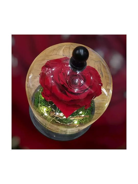 Forever Rose in Yala Paar in 3 Rose Anfangs Beleuchtung