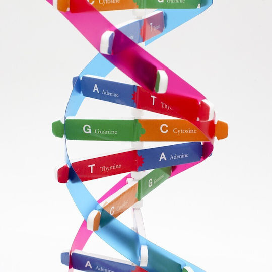 Ngs Μοντέλο Dna