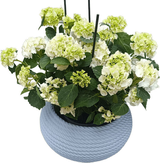 Telcom Topf Kunststoff Polvere 40x40cm.