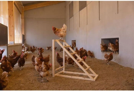 Kerbl Кокошка Катереща Кула 85 X 55 X 76 См Люлка Здрава Стълба