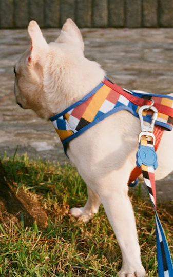 Zee-Dog Dog Leash/Lead Strap Leash Blocks L