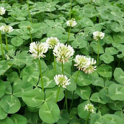 Saatgut Rasen Wildes Kleeblatt Erbspflanze