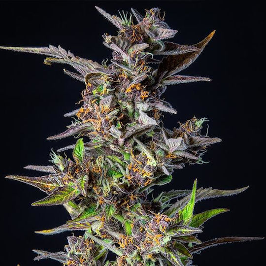 Royal Queen Seeds Watermelon 1 Seed