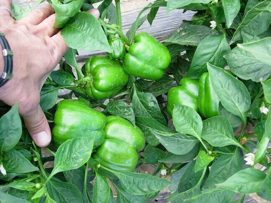 Peppers Seeds Thetis F1 500 Seeds