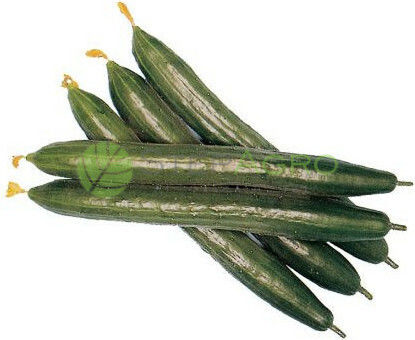 Cucumber Seeds Green Baboo 10 Gr