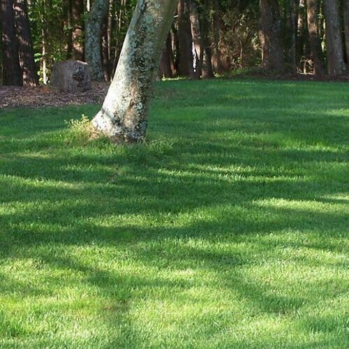 Σπόρος Γκαζον Σκίας Shadow
