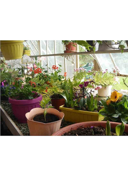 Bama Vaze Pentru Plante Plastic Ø15x12cm 1lt Model 3 Dimensiuni Somon Mimosa Pot Italia Bama Vaze Pentru Plante Plastic Ø15x12cm 1lt Model 3 Dimensiuni Somon Mimosa Pot Italia