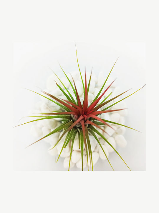 Αερόφυτο Tilandsia Ionantha Γυάλα Λευκές Πετρούλες