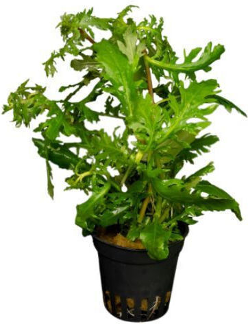 Stoffels Hygrophila Difformis
