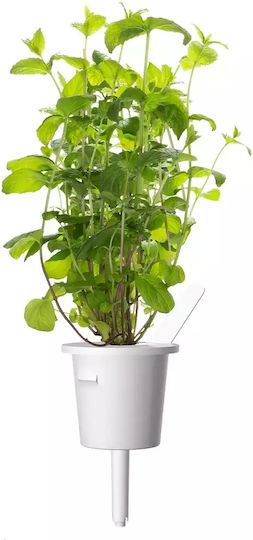 Click and Grow Samen Minzeς 9Stück
