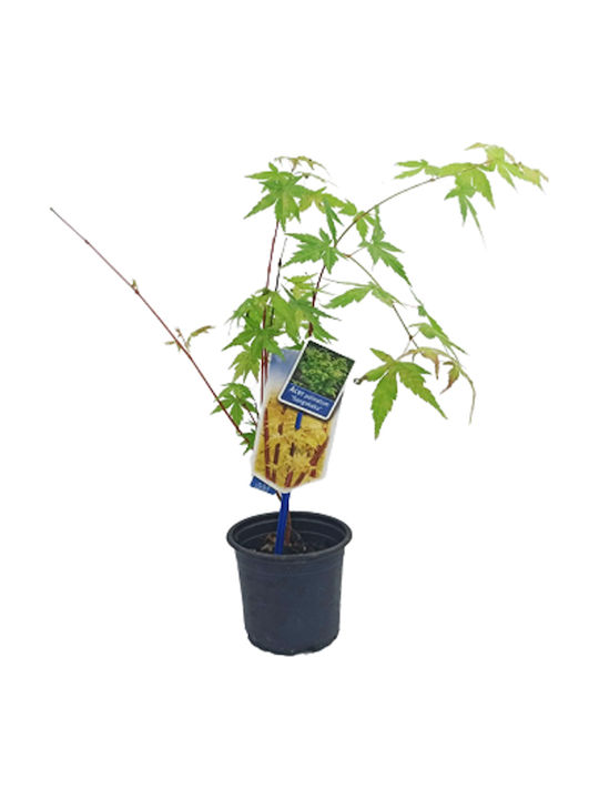 Японско Самолетно Дърво Acer Palmatum Sango Kaku