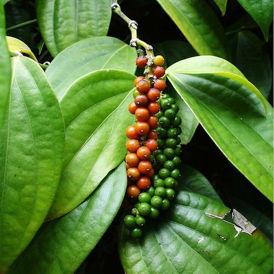 Cubeb Pepper Indonesia 50 Gr