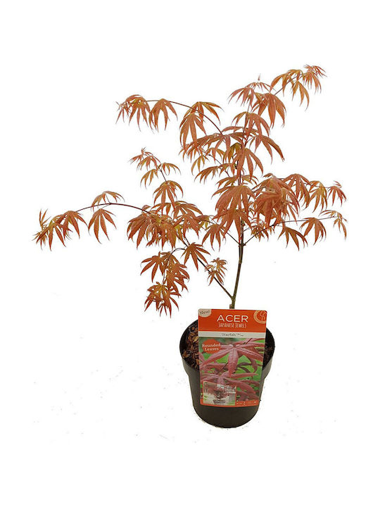 Acer Palmatum Starfish Αστερίας Acer Palmatum Starfish Αστερίας