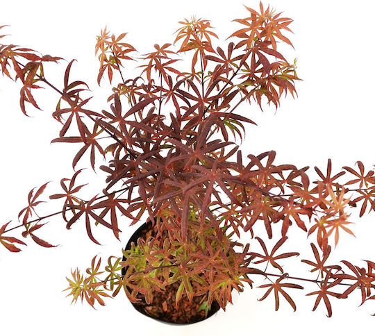 Acer Palmatum Starfish Αστερίας