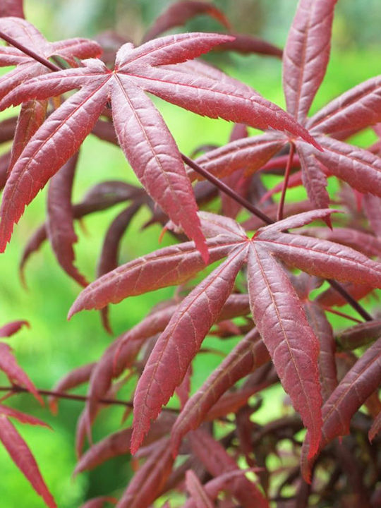 Acer Palmatum Starfish Αστερίας