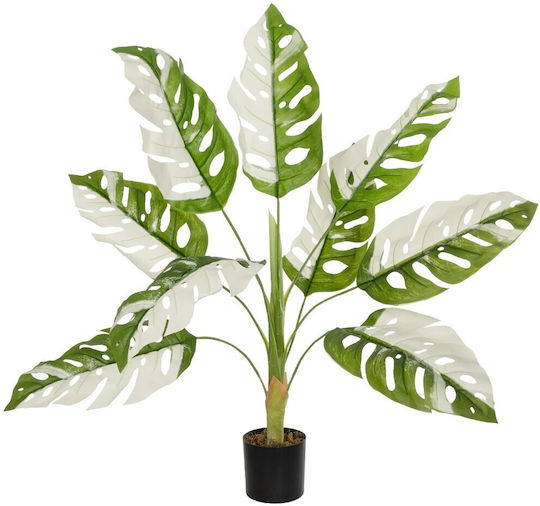 Monstera in Topfpflanze in Box GloboStar Monstera in Topfpflanze in Box GloboStar