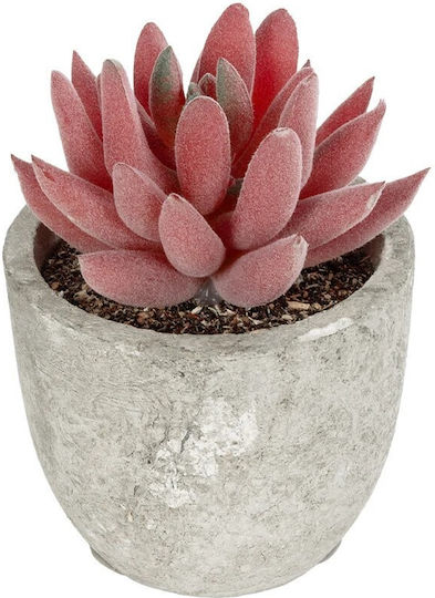 Aloe in Pot Red in Box GloboStar Aloe in Pot Red in Box GloboStar