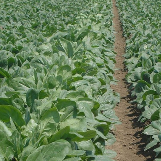 Fytro seeds Σπόροι Σπανακιού Spica 100000τμχ