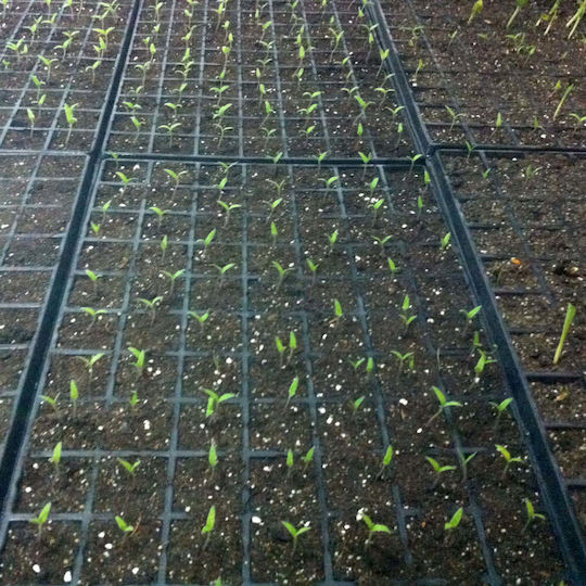 Greek Zeolite Up to 1 Millimeter Powder Ideal for Incorporation in Very Small Scale Crops Light Soil 500 Grams